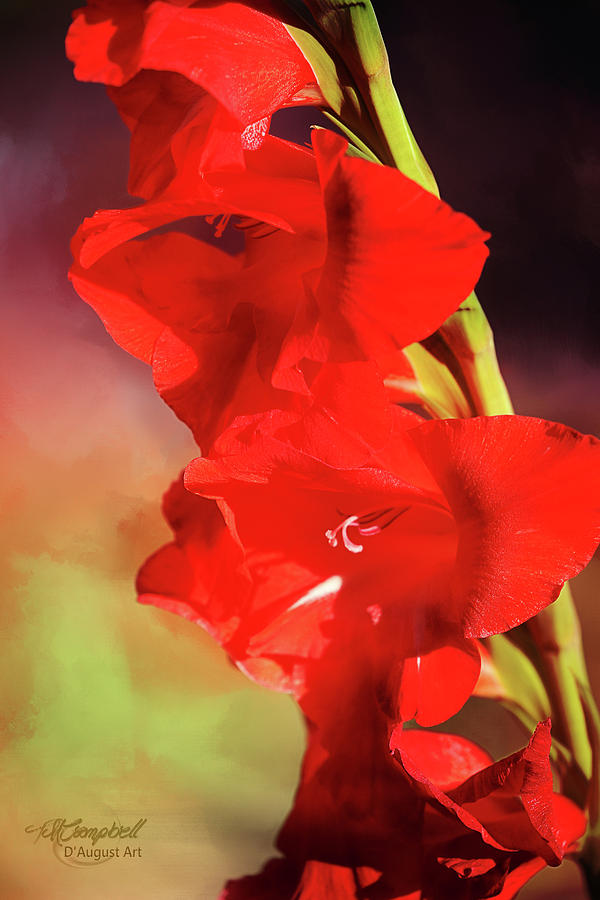 Amaryllis Photograph by Theresa Campbell