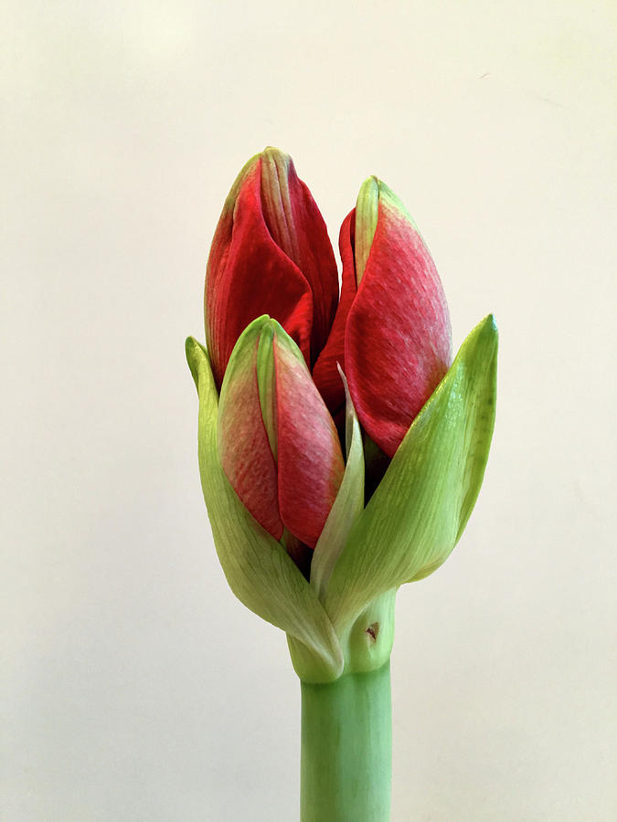 Red Amaryllis Flower Buds Trio Photograph by Yuri Tomashevi