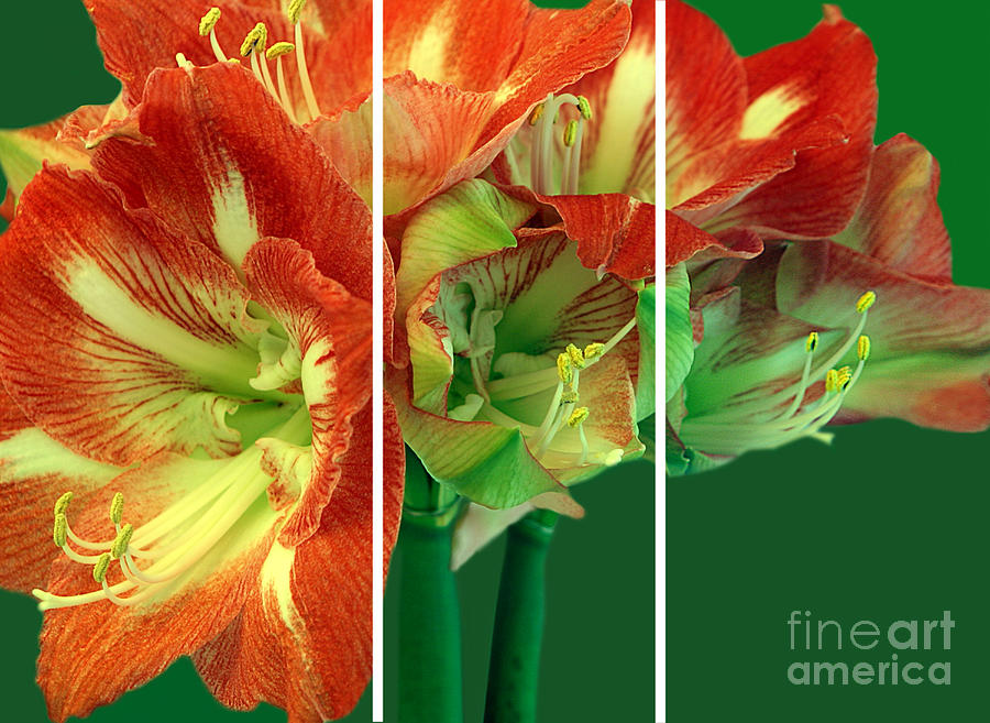 Amaryllis Triptych Photograph by Madeline Ellis