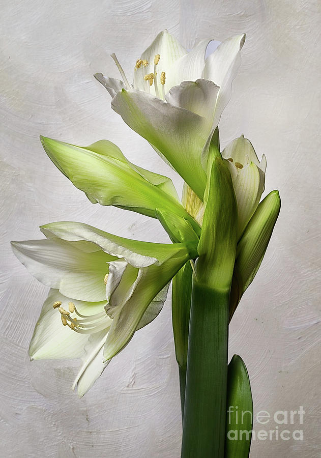 Flower Photograph - Amaryllis Wedding Dance by Ann Jacobson