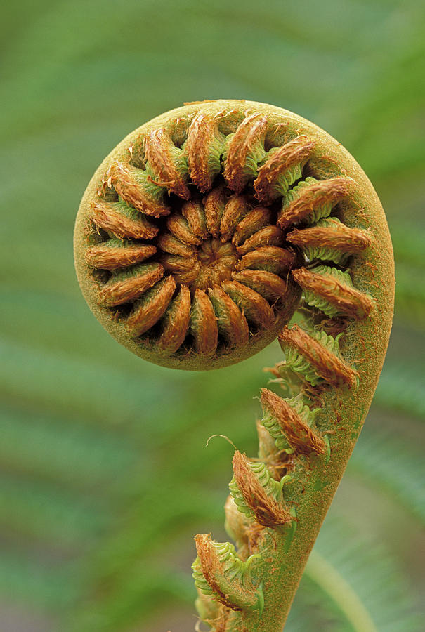 Amauamau Fern Photograph by Greg Vaughn - Fine Art America