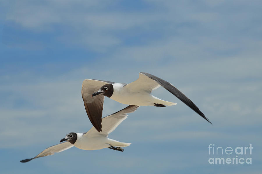 Amazing Black and White Laughing Gulls in Flight Photograph by DejaVu ...