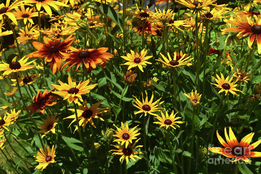 Amazing Black Eyed Susans in the Spring Photograph by DejaVu Designs