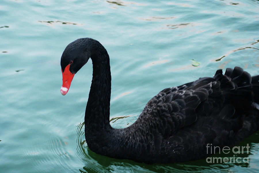 Amazing Black Swan Swimming in a Pond Photograph by DejaVu Designs
