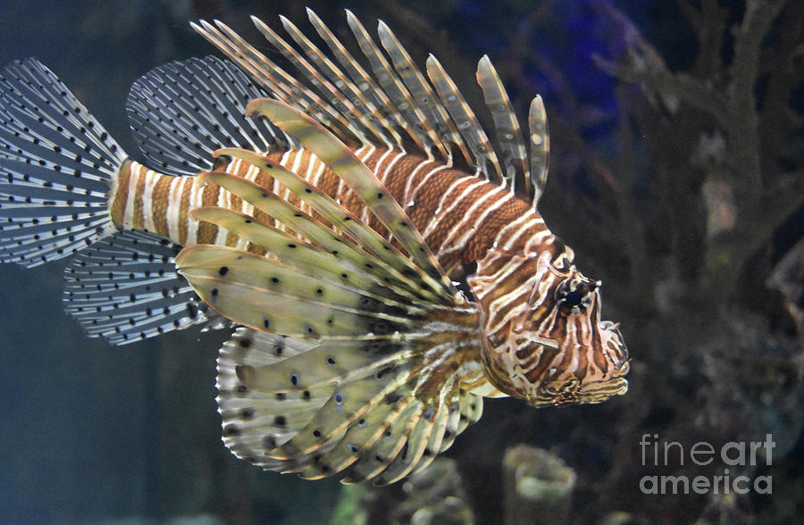 Amazing Brown and White Striped Firefish Underwater Photograph by DejaVu Designs