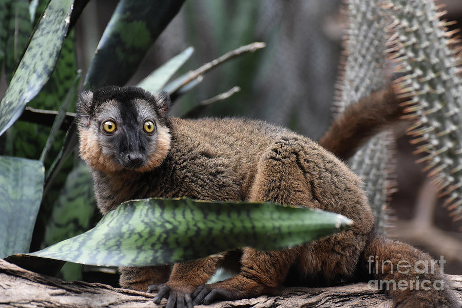 Amazing Brown Collared Lemur with a Funny Face Photograph by DejaVu Designs