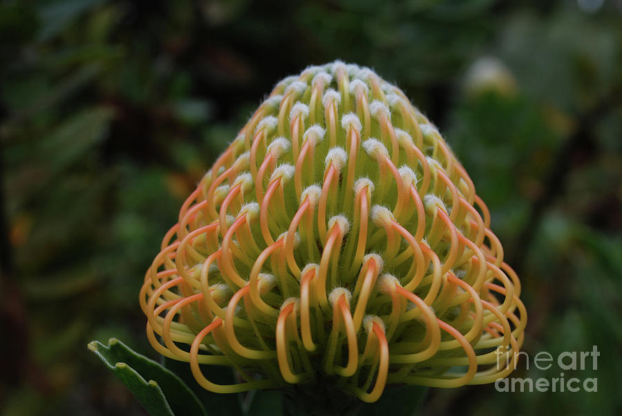 Amazing Budding Tropical Protea Flower About To Bloom Photograph by DejaVu Designs