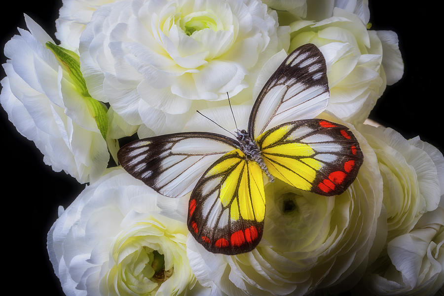 Amazing Butterfly On Ranunculus Photograph by Garry Gay