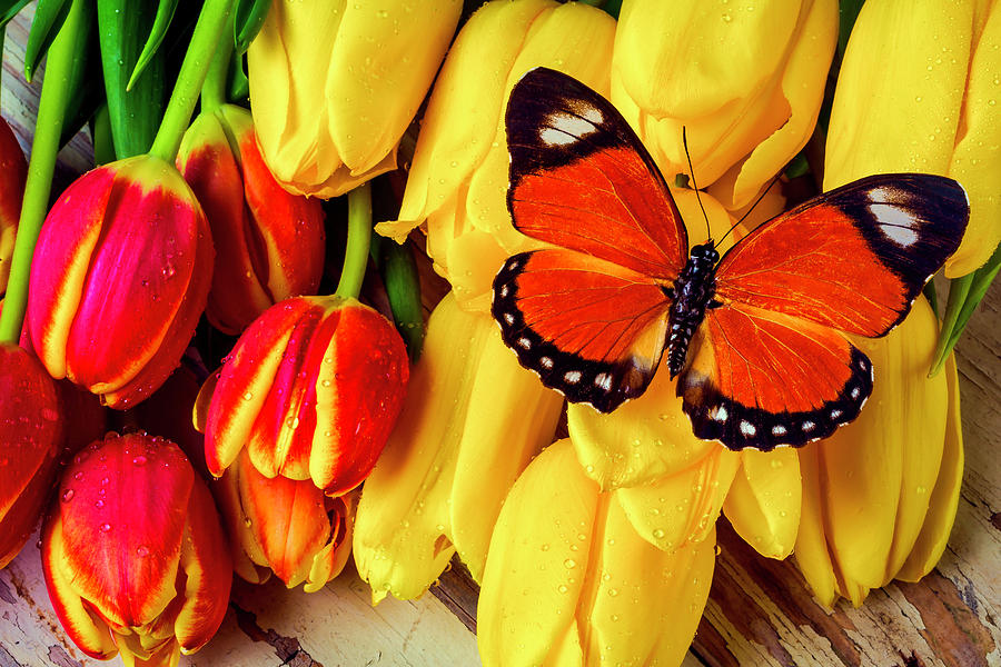 Amazing Butterfly On Tulips Photograph by Garry Gay