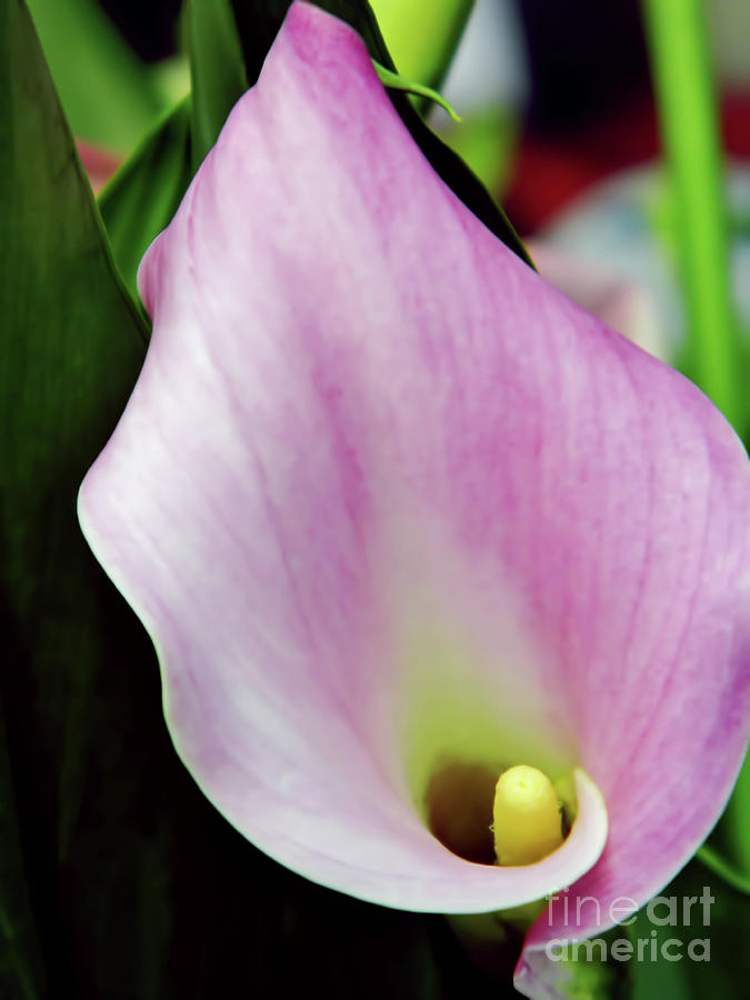 Amazing Calla Lily Photograph by D Hackett