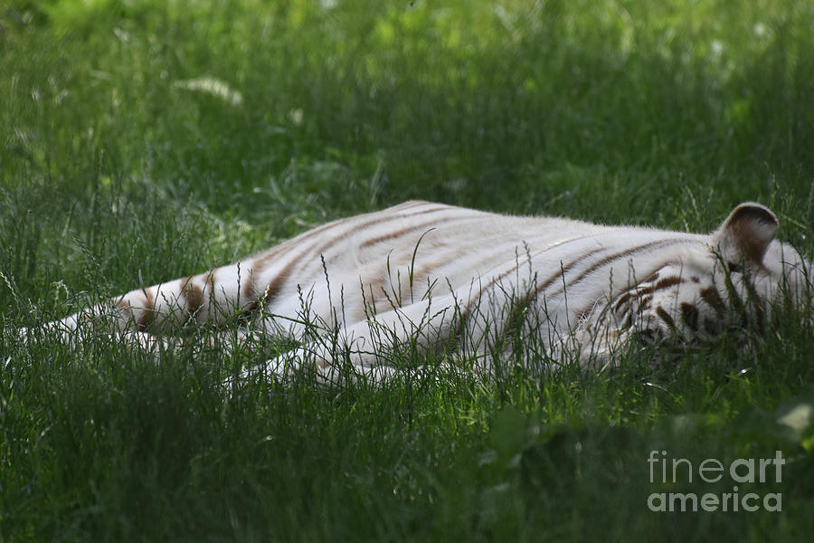 Amazing Capture of a Sleeping White Bengal Tiger Photograph by DejaVu Designs