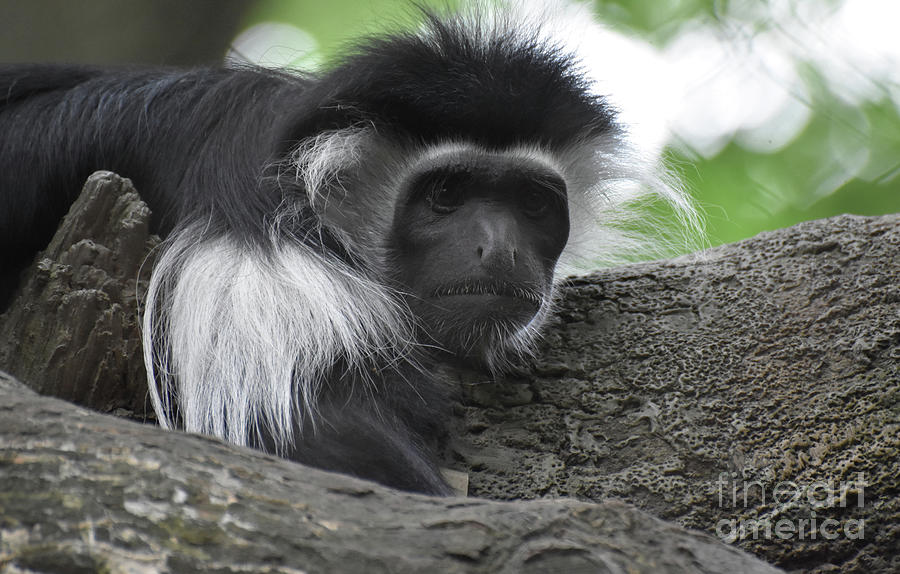 Amazing Close-up Look at the Face of a Colobus Monkey Photograph by DejaVu Designs