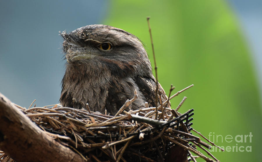 Amazing Close Up of a Tawny Frogmouth in a Nest Photograph by DejaVu Designs