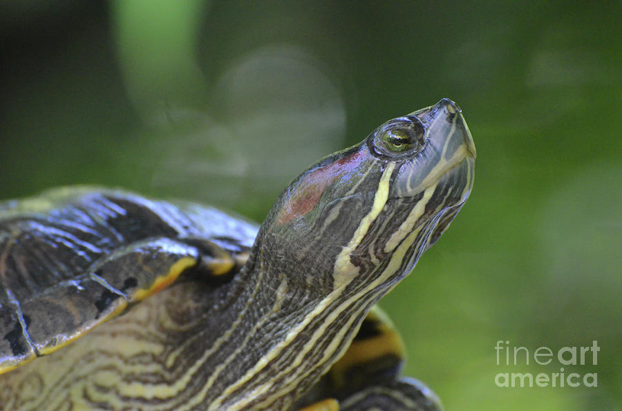 Amazing Close-Up Painted Turtle Resting Photograph by DejaVu Designs