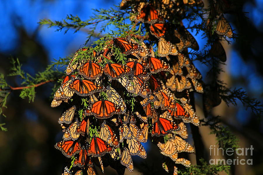 Nature Photograph - Amazing Clustering Monarchs by Craig Corwin