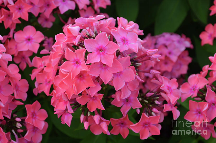 Amazing Clusters of Pink Phlox Flowers Blooming Photograph by DejaVu Designs