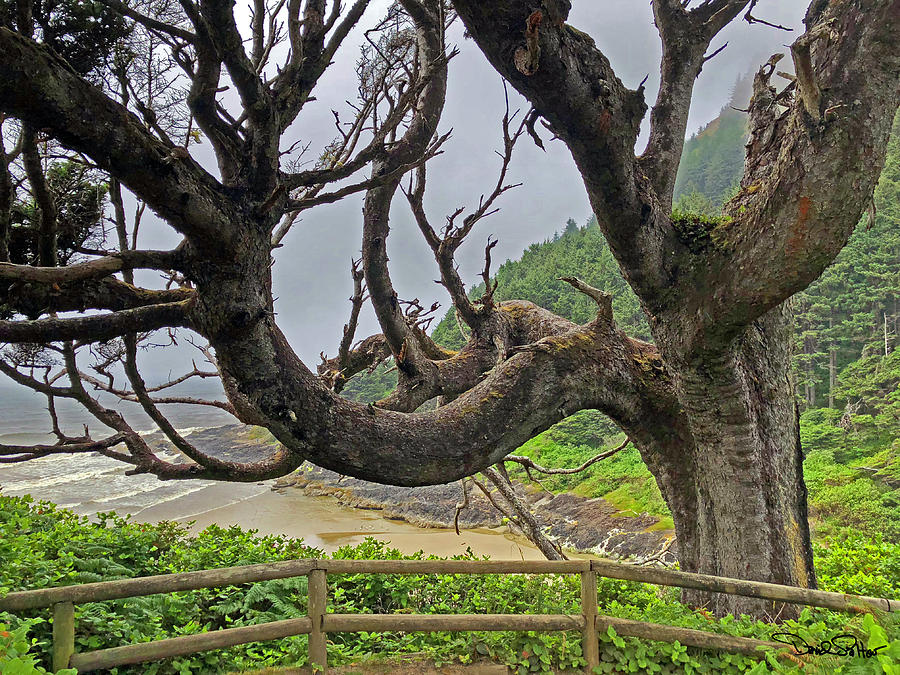 Amazing Coastal Tree Photograph by David Salter
