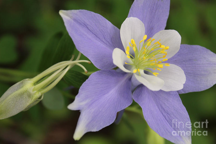 Amazing Colorado Columbine Photograph by Dale Jackson