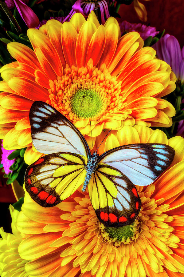 Amazing Colorful Butterfly Photograph by Garry Gay