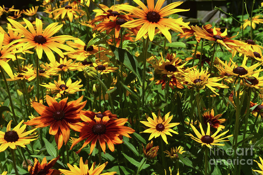 Amazing Colors of these Black Eyed Susans Photograph by DejaVu Designs