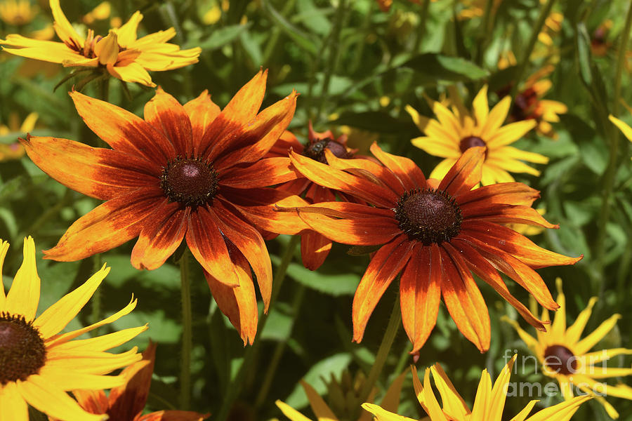 Amazing Colors on these Poor Land Daisies Photograph by DejaVu Designs