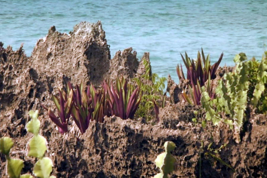 Amazing Coral Reef Vegitation Plants That Can Live During High Tides As   Amazing Coral Reef Vegitation Plants That Can Live During High Tides As Well As Prolonged Low Time S Navin Joshi 