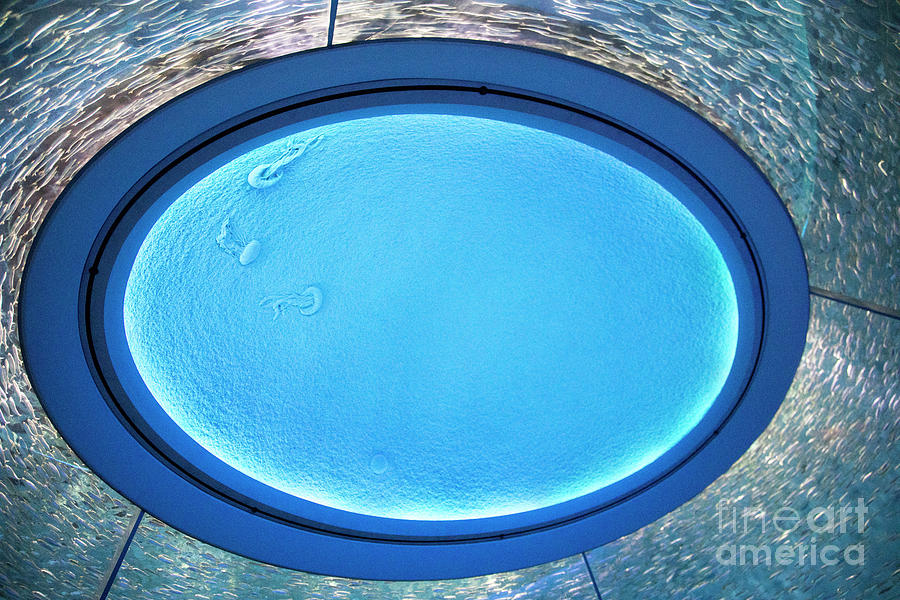 Amazing Display Sardines Ceiling Circle Around  Photograph by Chuck Kuhn