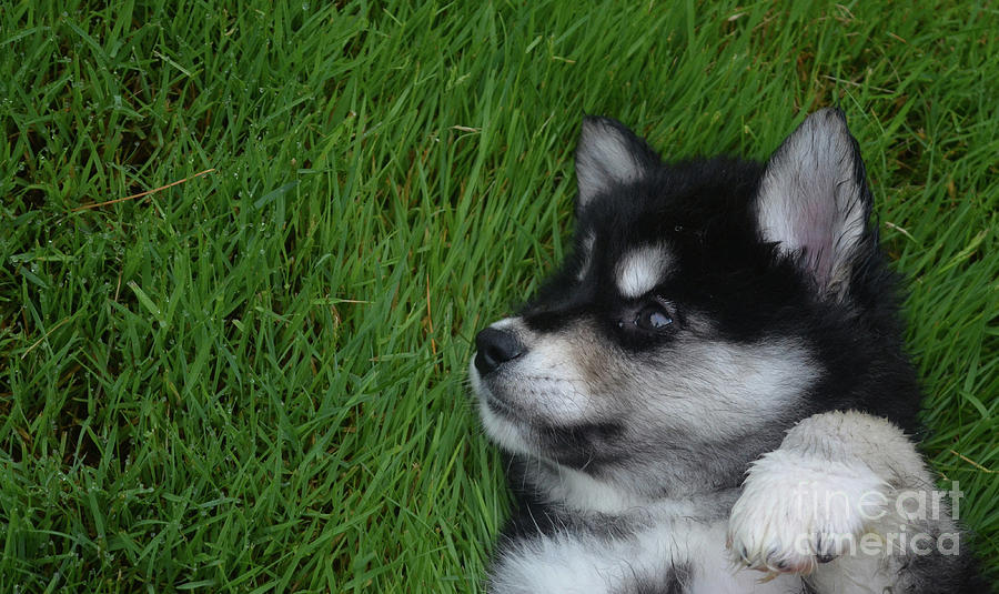 Amazing Face and Markings on an Alusky Puppy Dog Photograph by DejaVu