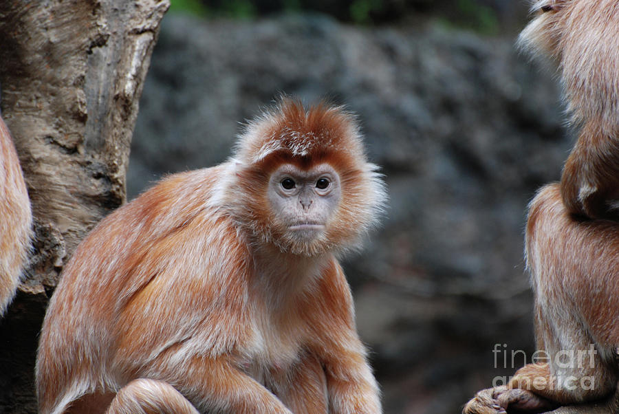 Amazing Face of a Javan Latung with Orange Fur Photograph by DejaVu Designs