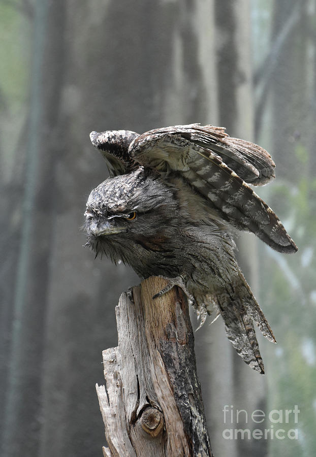 Amazing Frogmouth Bird with His Wings Extended Photograph by DejaVu Designs