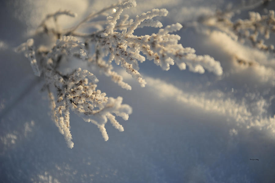 Amazing Frost Photograph by Randi Grace Nilsberg