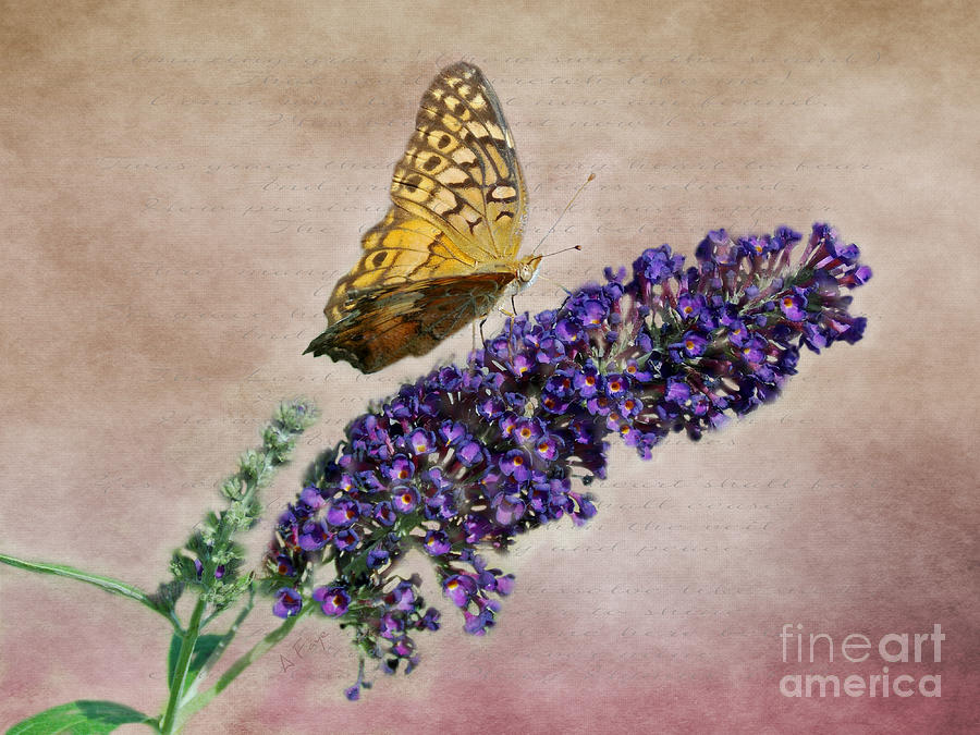 Butterfly Photograph - Amazing Grace by Anita Faye