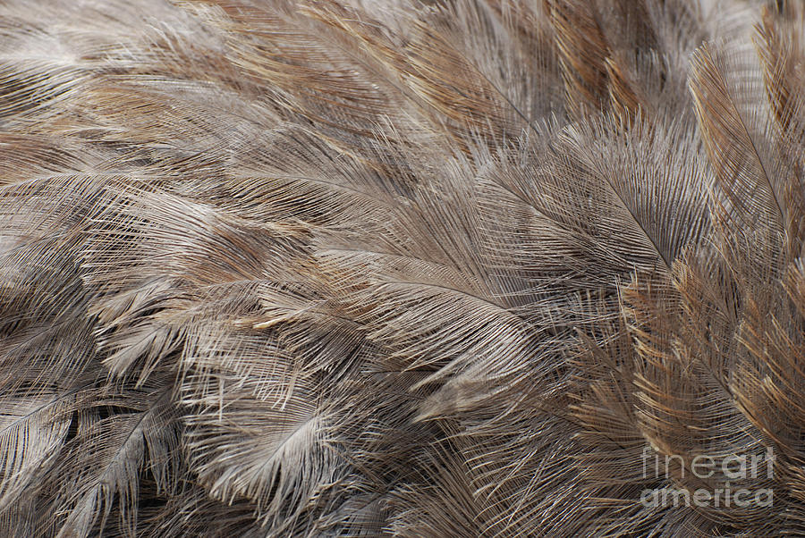 gray ostrich feathers