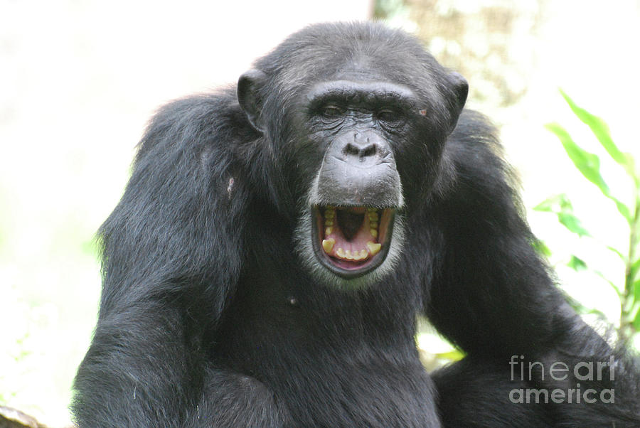 Amazing Grinning Chimpanzee with His Mouth Open Photograph by DejaVu Designs