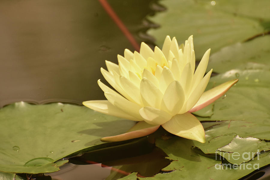 Amazing Image of a Yellow Water Lily Photograph by DejaVu Designs