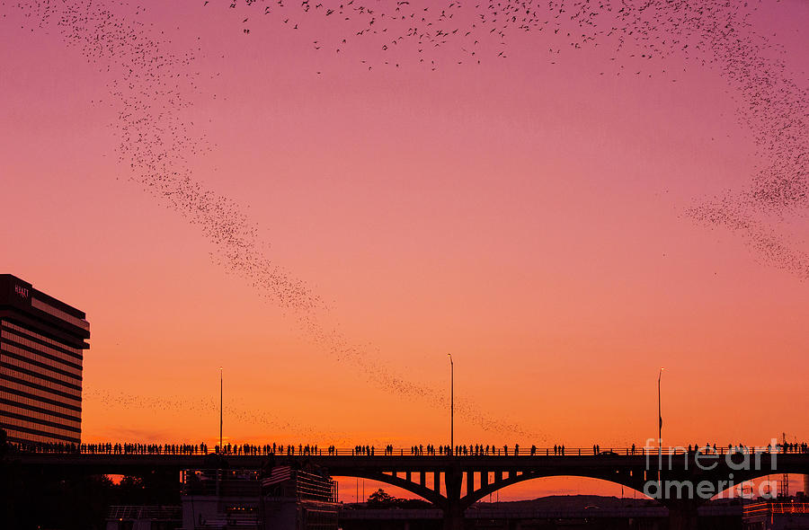 Amazing image of Austins Mexican free-tailed bats take flight during a spectacular pink sunset  Photograph by Dan Herron