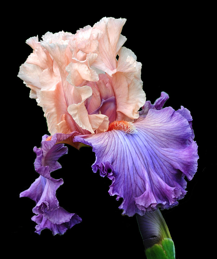 Amazing Iris Photograph by Dave Mills
