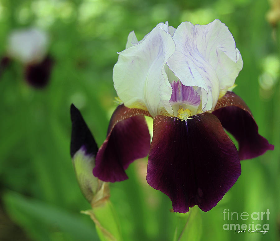 Amazing  Iris Flower Garden Art Photograph by Reid Callaway