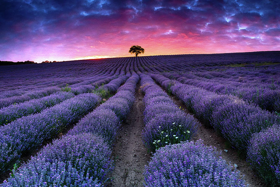 Lavender Dreams by Evgeni Dinev Lavender Dreams by Evgeni Dinev