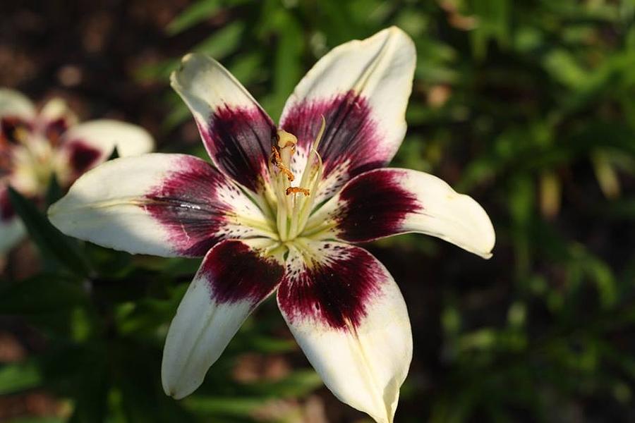 Amazing Lily Photograph by Barbara Bolding - Pixels