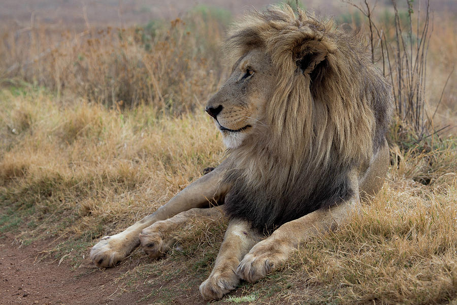 amazing lion Kruger national Park Photograph by Matthieu Gallet - Fine ...