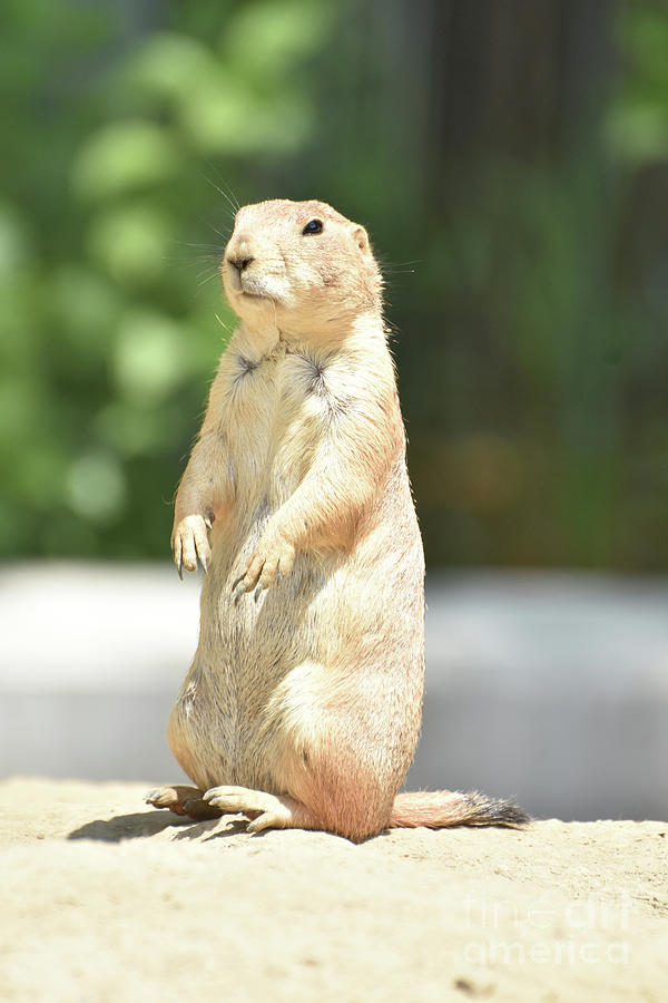 Amazing Little Prairie Dog with a Black Tail Photograph by DejaVu Designs