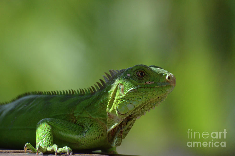 Amazing Look at a Common Iguana Photograph by DejaVu Designs