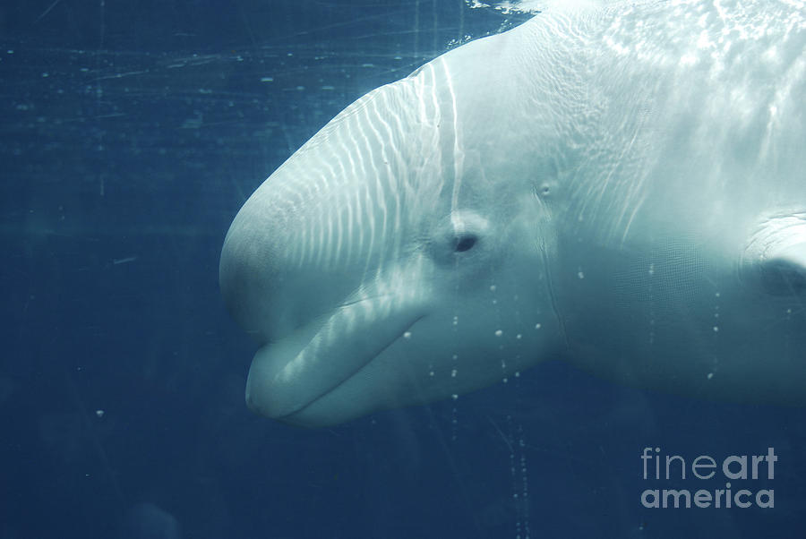 Amazing Look at the Profile of a Beluga Whale Photograph by DejaVu ...