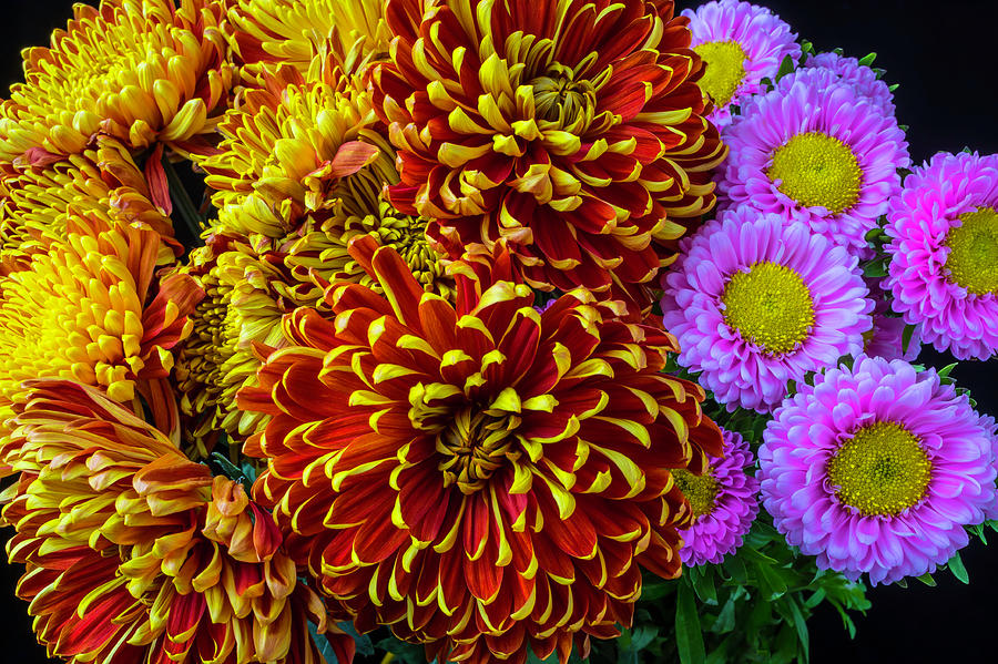 Amazing Mums And Matsumoto Flowers Photograph by Garry Gay