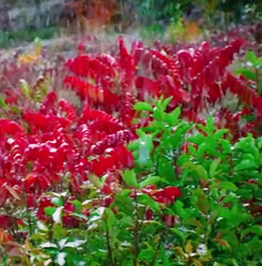 Olympic National Park Mixed Media - Amazing nature blessings magic colors cherry red green shrubs plants save  the environment by Navin Joshi