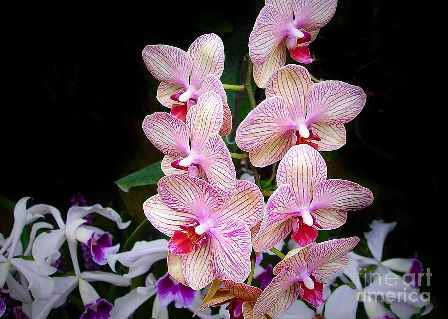 Amazing Orchids Photograph by Anne Sands