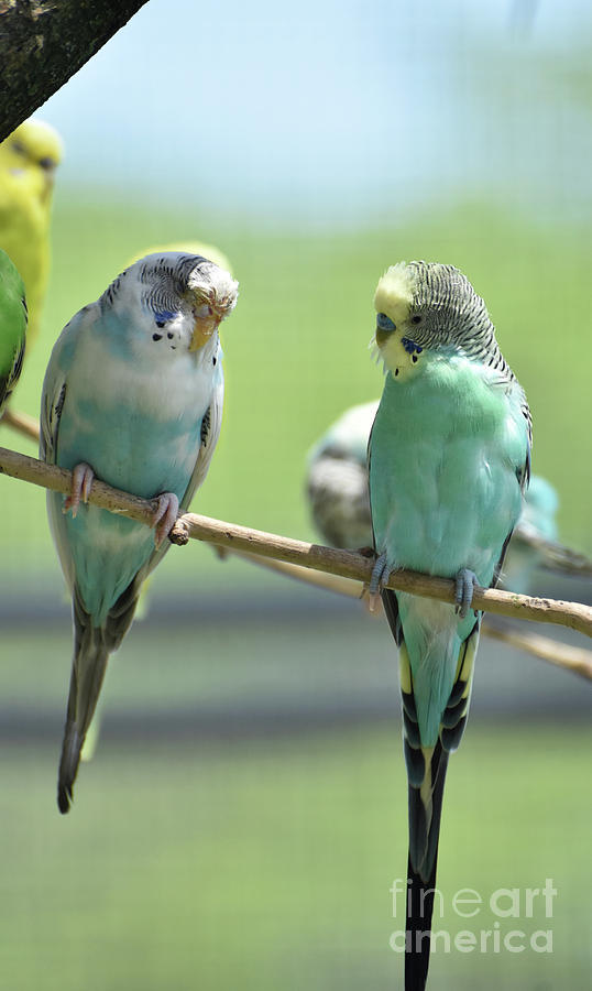 Amazing Pair of Parakeets with Pastel Colored Feathers Photograph by DejaVu Designs