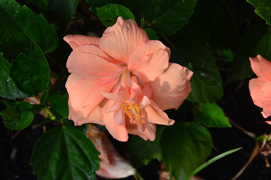 Amazing peach Hibiscus Photograph by Brigitta Diaz