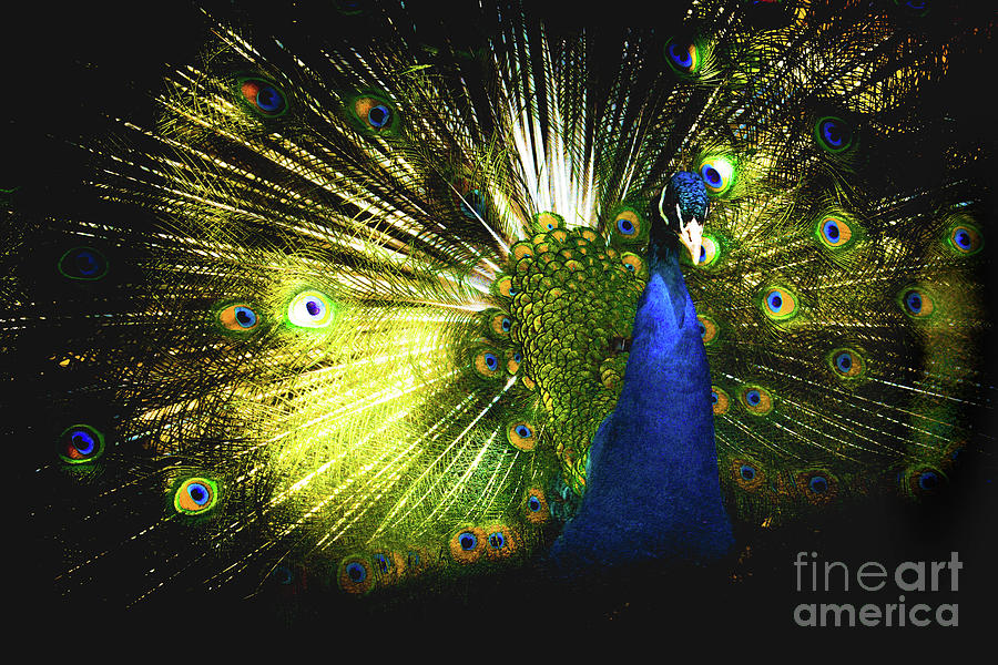 Amazing Peacock  Photograph by Jennifer Craft